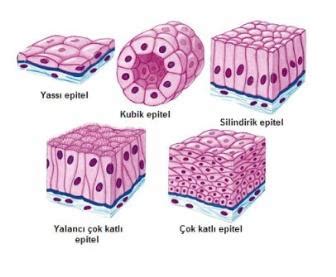 Epitel hücre yüksekliği nedir